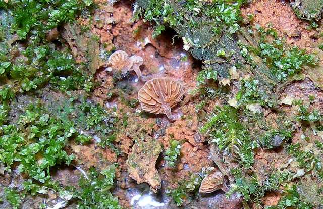 Una strana Galerina  lillipuziana